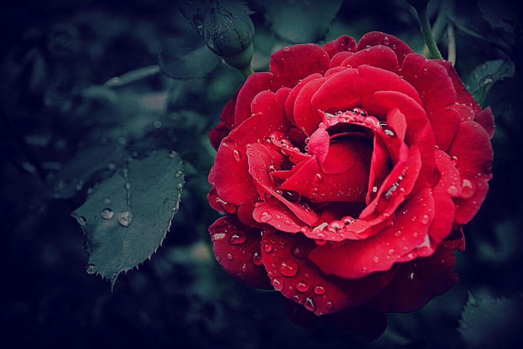 Close-up of a vibrant red rose adorned with fresh dewdrops, capturing natural beauty.