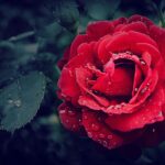 Close-up of a vibrant red rose adorned with fresh dewdrops, capturing natural beauty.