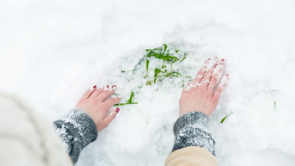 A pair of hands clearing snow to reveal green grass underneath, showcasing winter exploration.