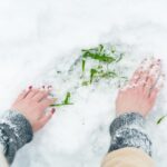 A pair of hands clearing snow to reveal green grass underneath, showcasing winter exploration.