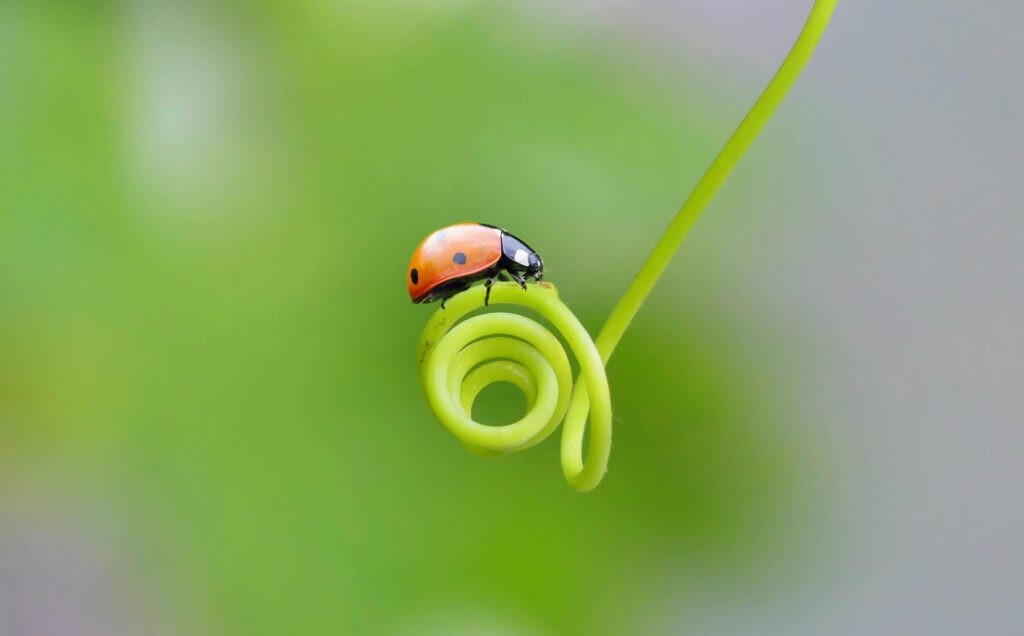 Vibrant close-up of a ladybug perched on a green plant tendril, highlighting nature's beauty.