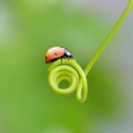 Vibrant close-up of a ladybug perched on a green plant tendril, highlighting nature's beauty.