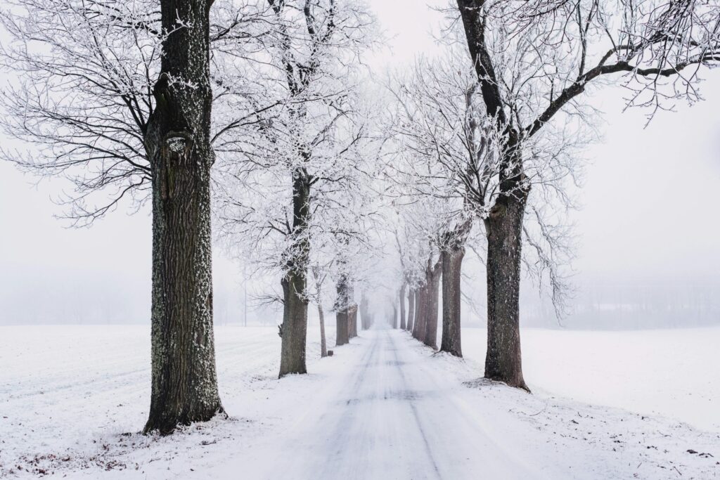A tranquil winter scene of a snow-covered pathway flanked by frosty trees in a serene forest.