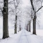 A tranquil winter scene of a snow-covered pathway flanked by frosty trees in a serene forest.