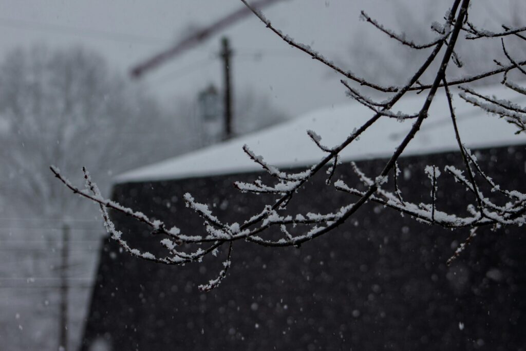 Close-up of snow-covered branches during a winter snowfall in Parkersburg, WV.