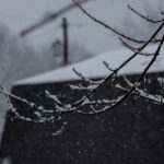 Close-up of snow-covered branches during a winter snowfall in Parkersburg, WV.