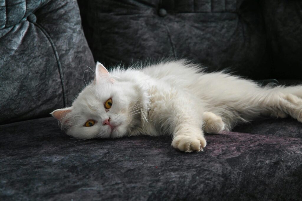 A fluffy white Persian cat lounging on a dark upholstered sofa indoors.