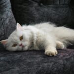 A fluffy white Persian cat lounging on a dark upholstered sofa indoors.