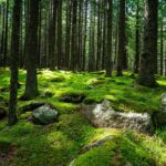 Discover a tranquil forest scene with moss-covered ground and sunlight filtering through tall pine trees.