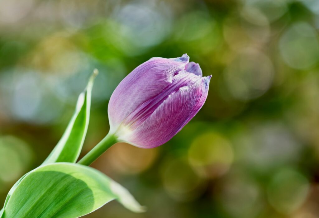 Vibrant purple tulip blooming in the spring sunlight with a blurred green background.