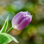 Vibrant purple tulip blooming in the spring sunlight with a blurred green background.