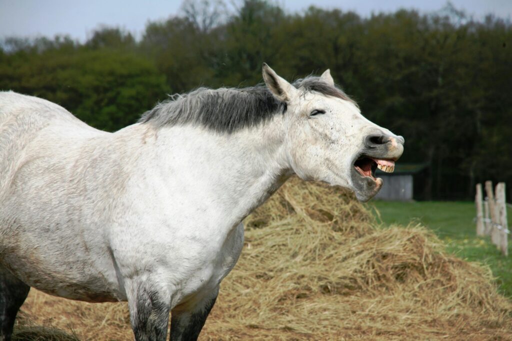 A white horse neighing in an open field near haystacks on a farm.