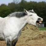 A white horse neighing in an open field near haystacks on a farm.