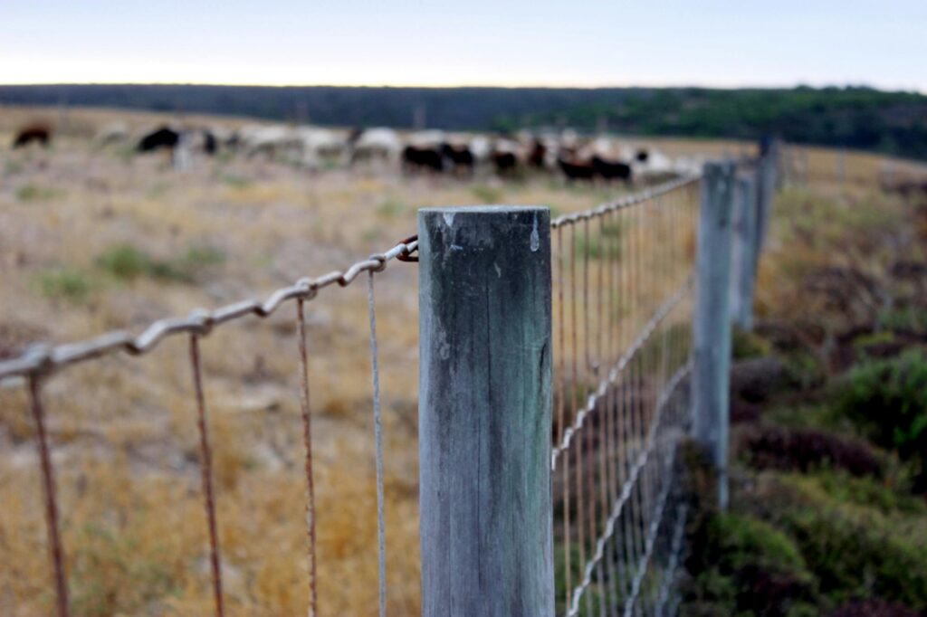 A peaceful farm scene with a wooden fence and distant herd in the background.