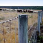 A peaceful farm scene with a wooden fence and distant herd in the background.
