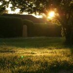 A serene backyard captured at sunrise with lens flare through trees.