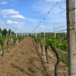 Beautiful vineyard rows under a bright blue sky in a rural setting.