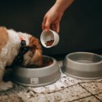 A hand feeds a Shih Tzu puppy in an indoor setting, highlighting pet care and love.